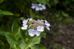 天津神明宮　紫陽花５