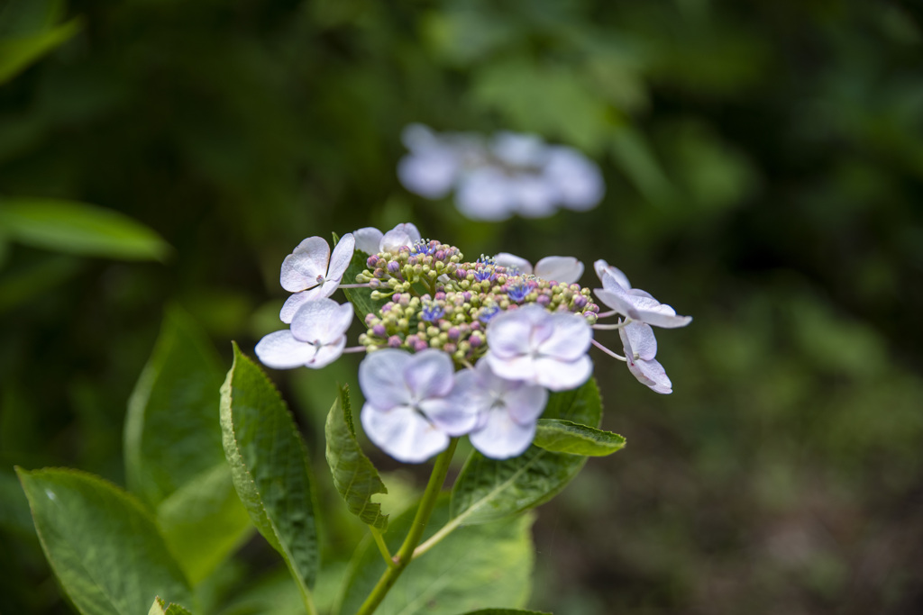 天津神明宮　紫陽花４