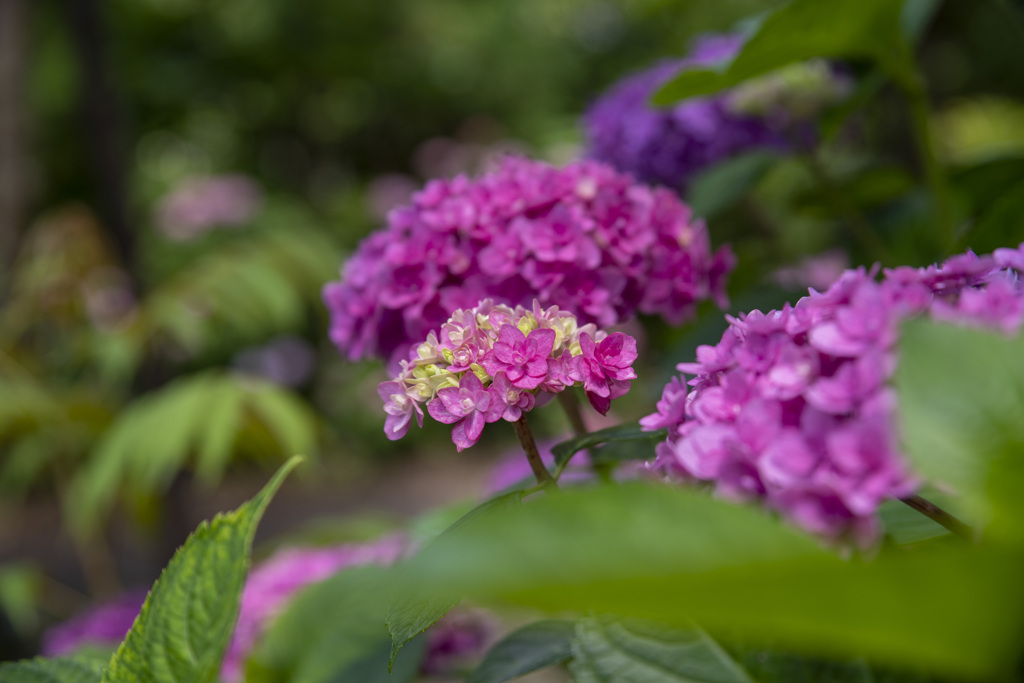 天津神明宮　紫陽花１