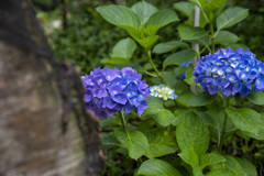 天津神明宮　紫陽花３