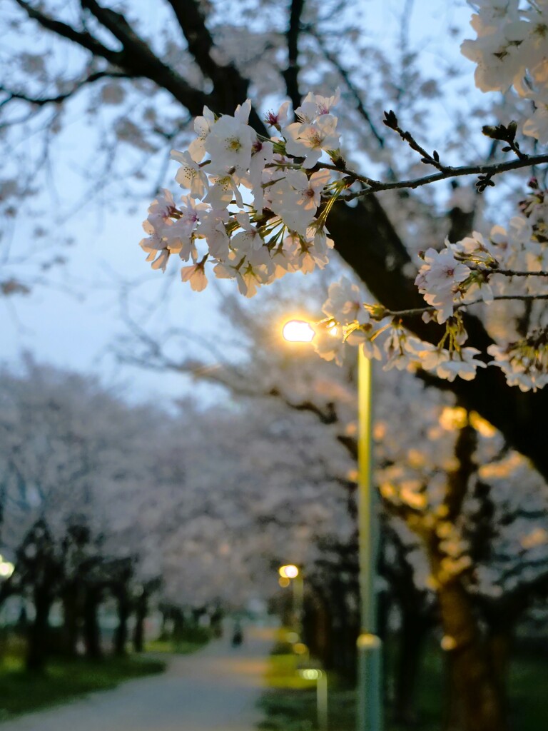 2023夜桜ウォーク