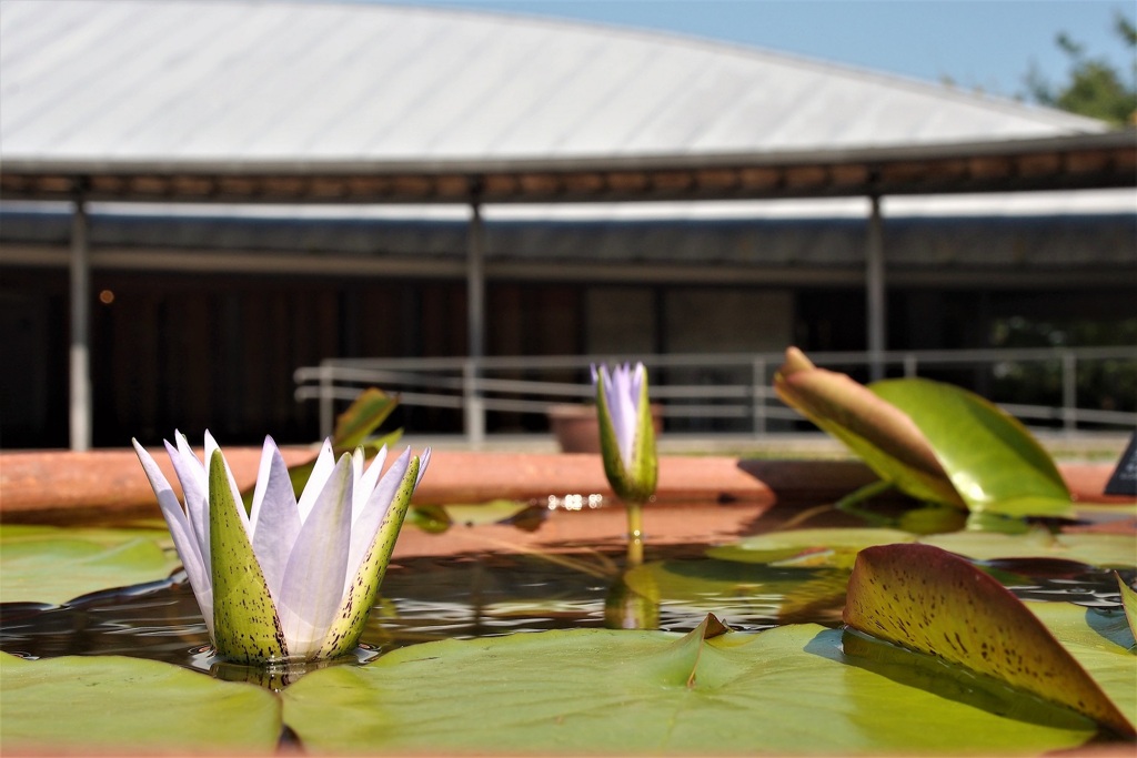 会いたかったWater lily