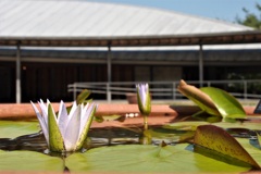 会いたかったWater lily