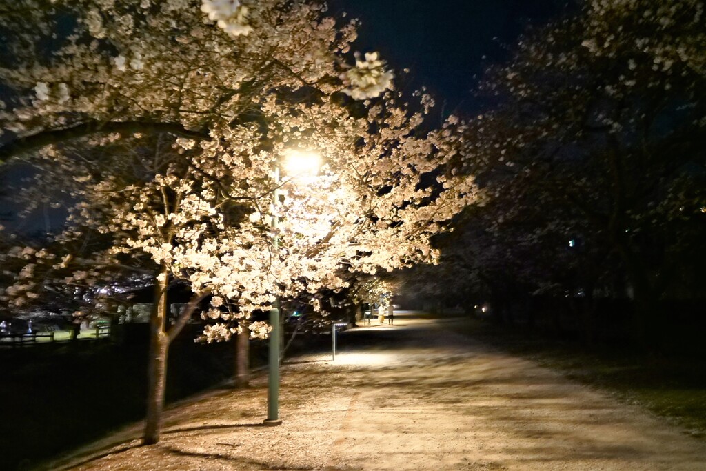 ２０２１夜桜ウォーク