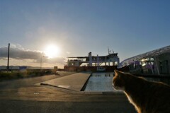 夕陽のキャット