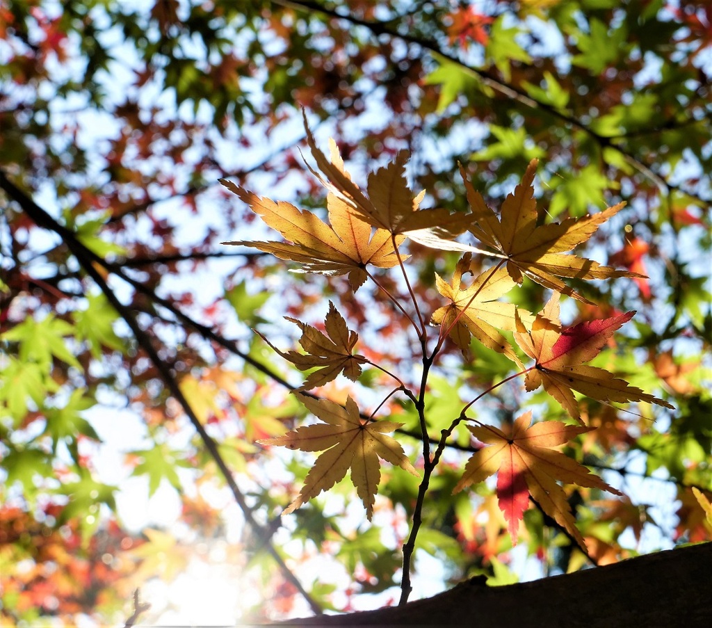 にほんの紅葉@1