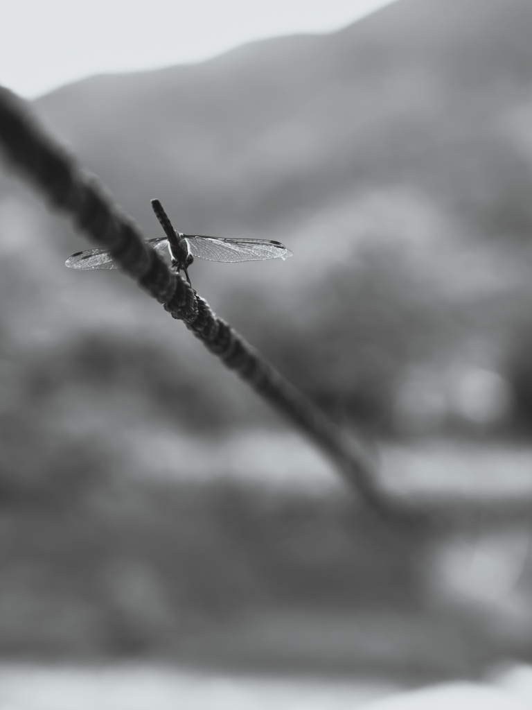 蜻蛉