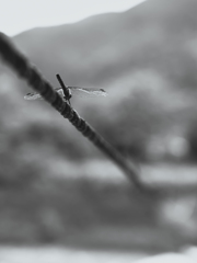 蜻蛉