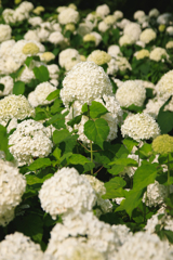 紫陽花