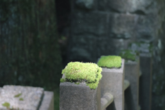 静けさの中の苔