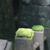 静けさの中の苔