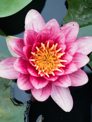花王