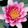 花王