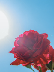 青空と薔薇と