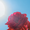 青空と薔薇と