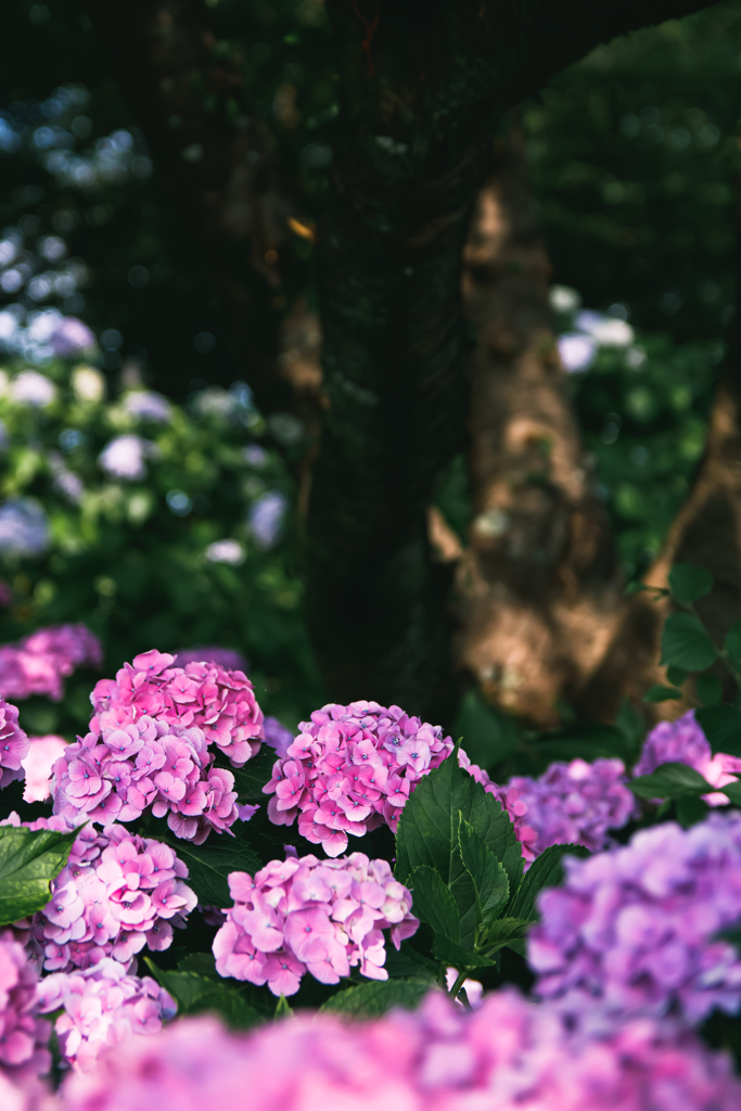 紫陽花