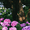 紫陽花