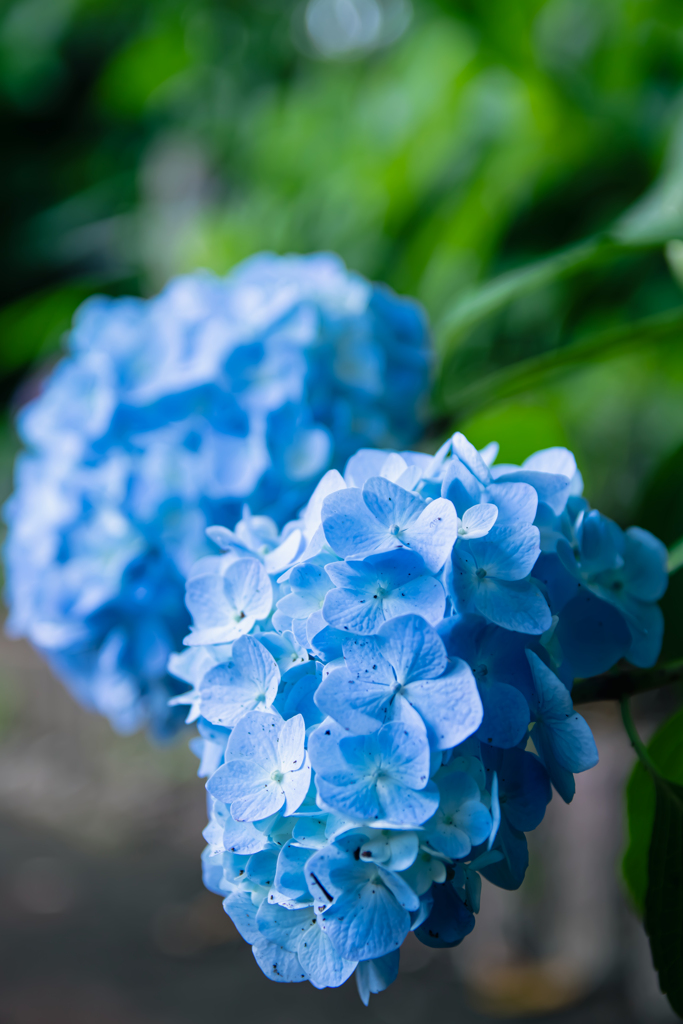 紫陽花