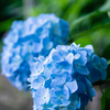 紫陽花