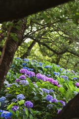 紫陽花