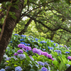 紫陽花