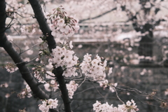 川辺の桜