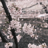 川辺の桜