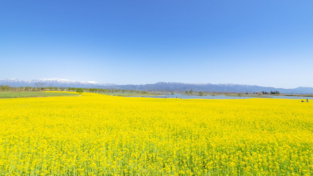 福島潟・3