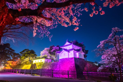 新発田城址公園・夜桜２