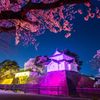 新発田城址公園・夜桜２