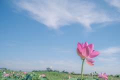 青空と蓮の花