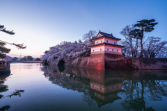 新発田城址公園・桜