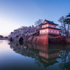 新発田城址公園・桜