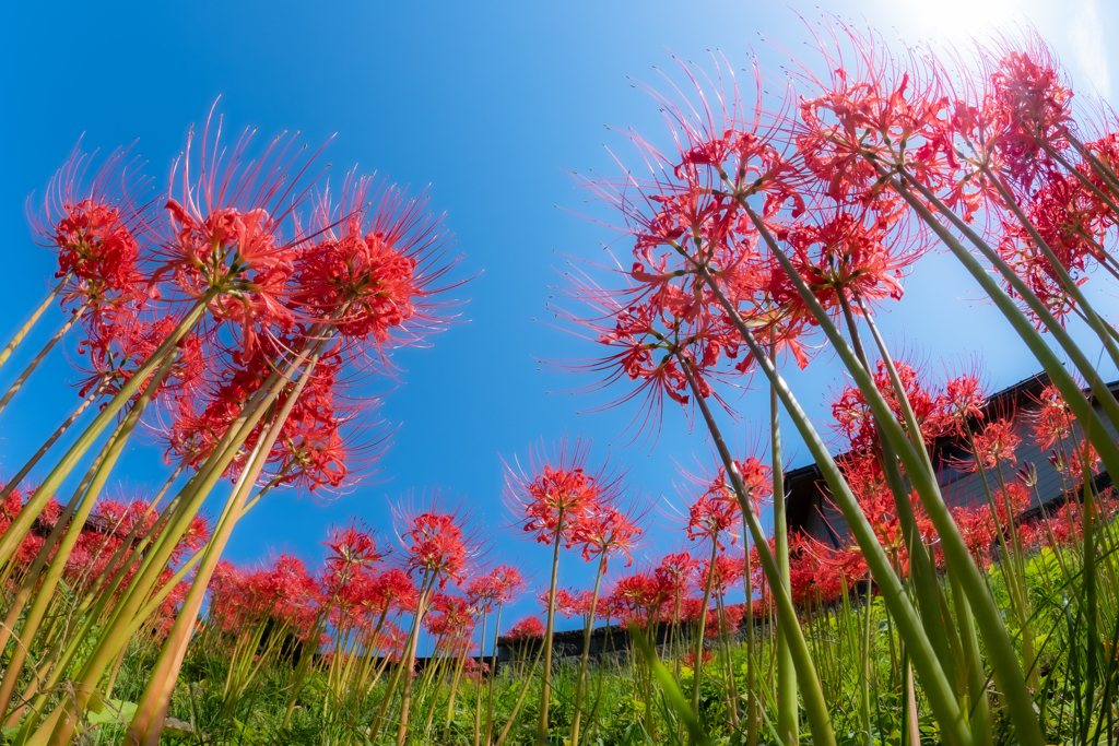 曼珠沙華・3