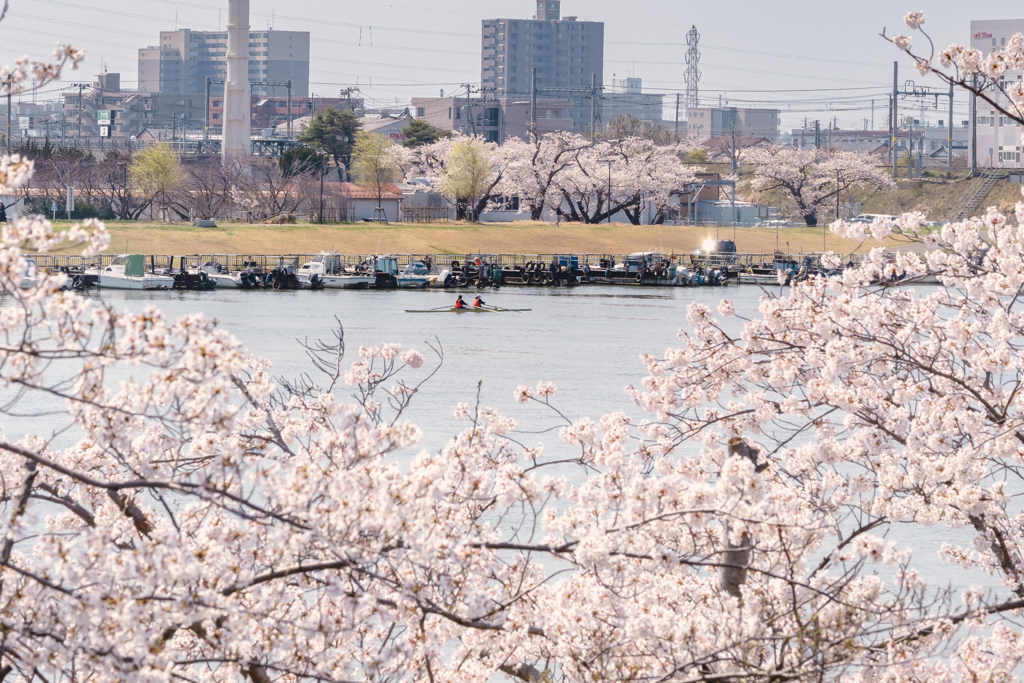 桜とカヌー
