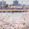 桜とカヌー