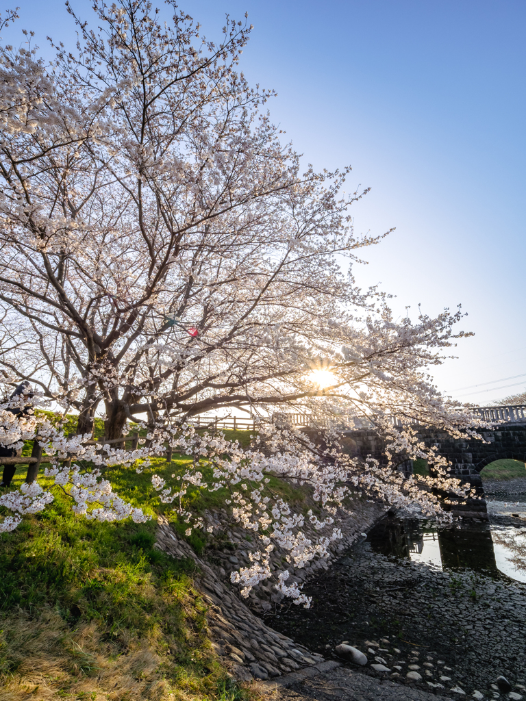 桜と朝日