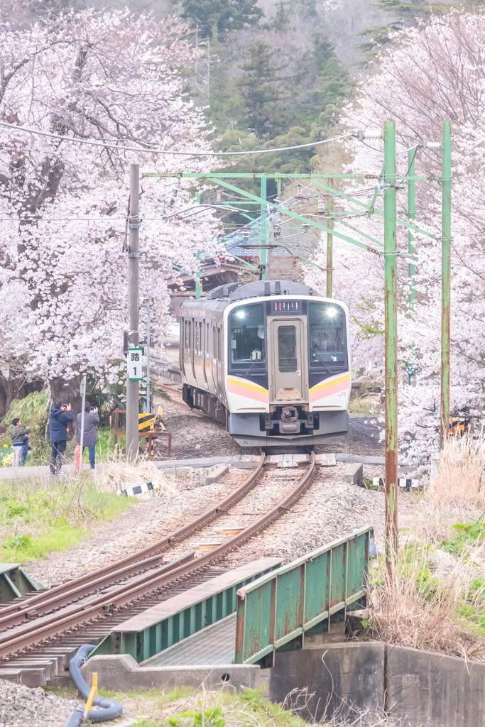 弥彦線と桜・３
