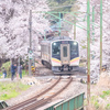 弥彦線と桜・３