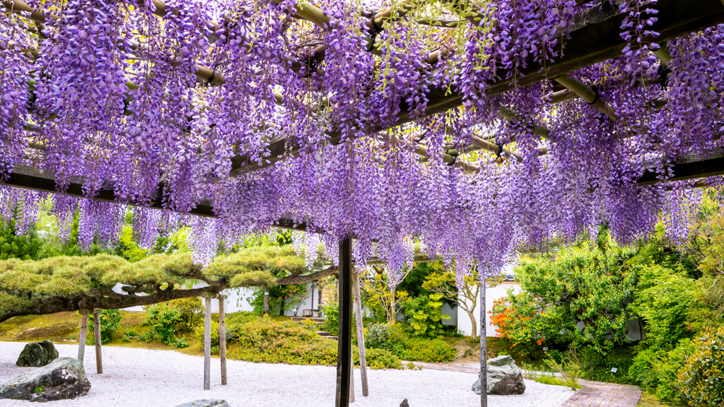 松庭園と藤の花