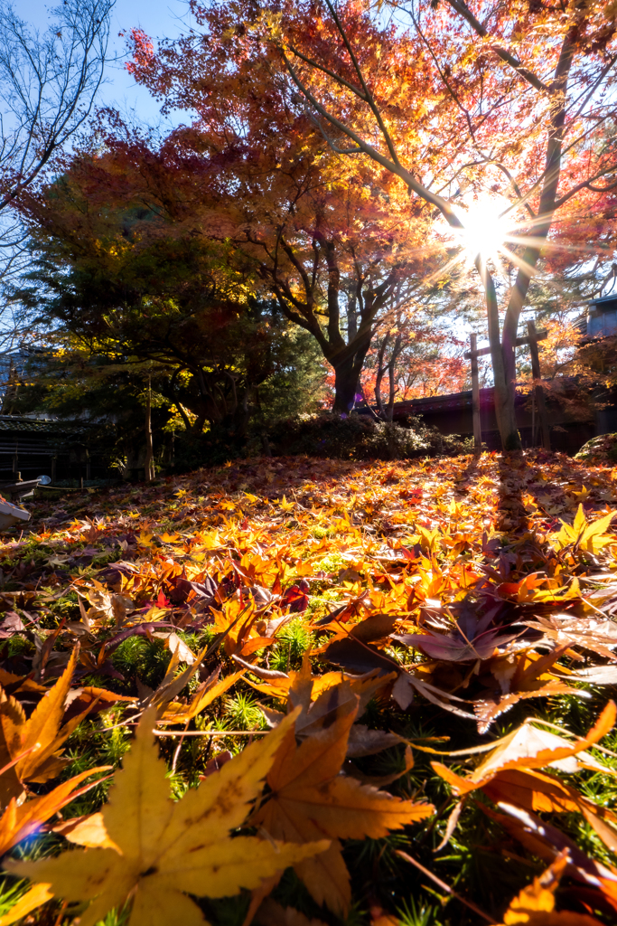 朝日と紅葉