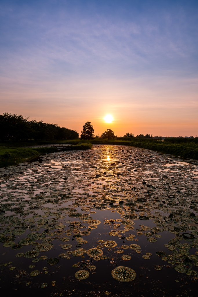 オニバス池と夕日