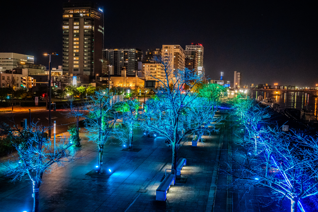 街路樹イルミネーションとビル群夜景