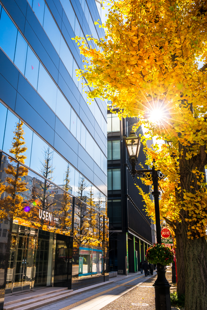 イチョウ並木リフレクション
