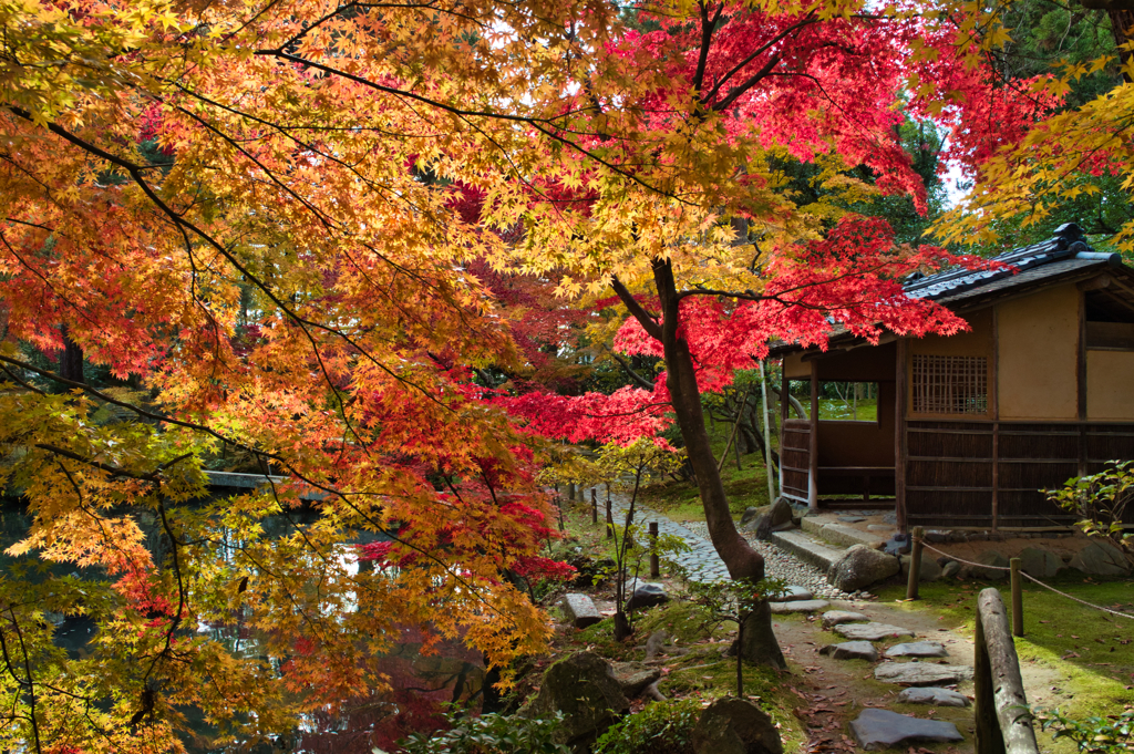 紅葉と庭園