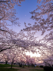 夕暮れ時の桜