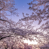 夕暮れ時の桜