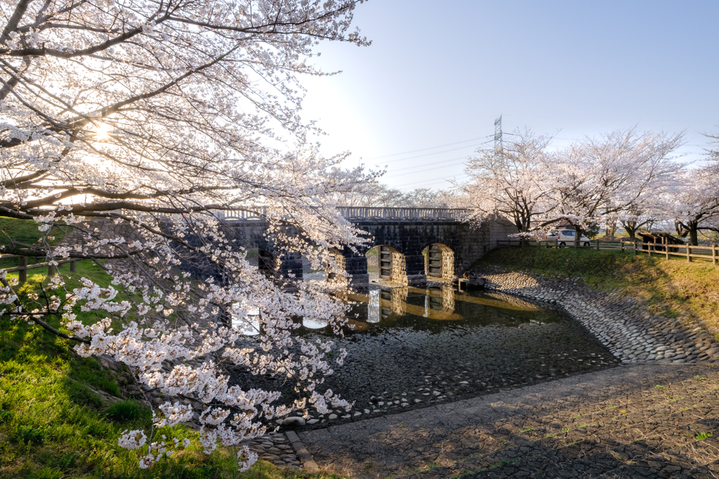 水門と桜