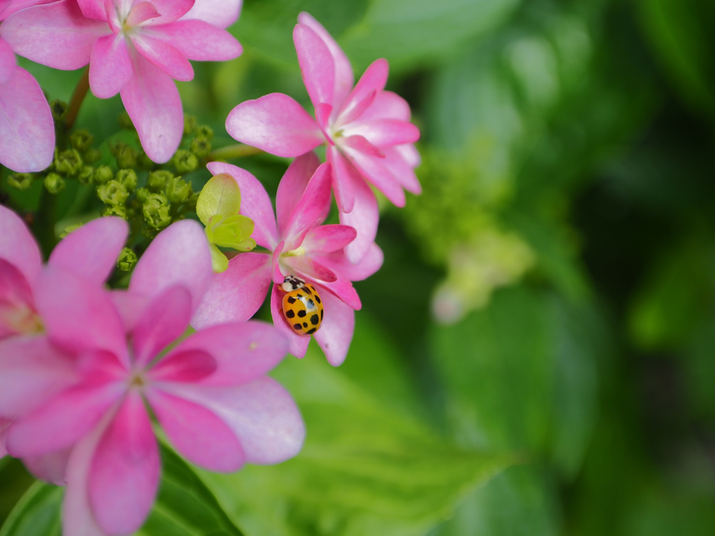 紫陽花と天道虫