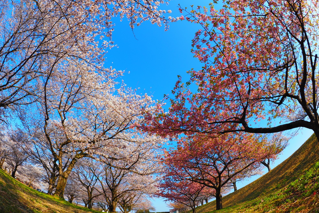 2色の桜